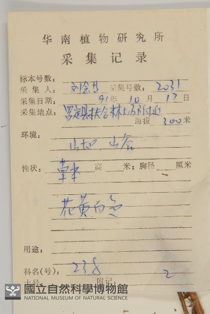 角菜、珍珠菜藏品圖，第2張