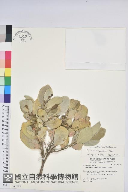 白樹仔藏品圖，第1張