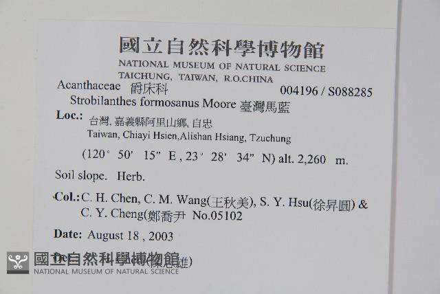 曲莖馬藍藏品圖，第2張