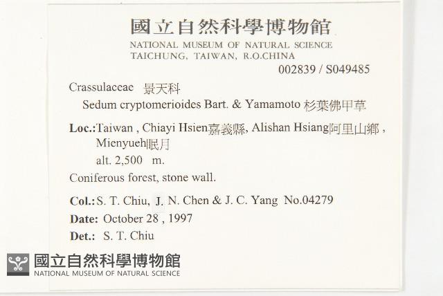 杉葉佛甲草藏品圖，第2張