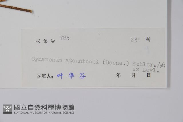 柳葉白前藏品圖，第2張