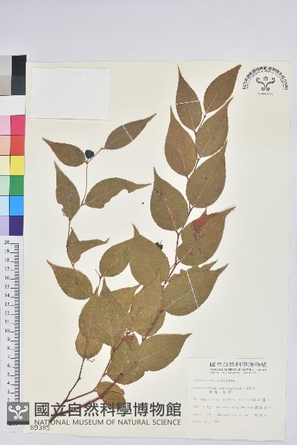 白珠樹藏品圖，第1張