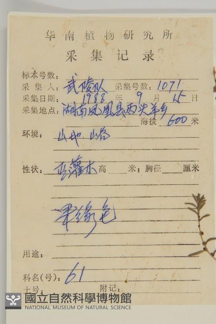 地膚、掃手草藏品圖，第2張