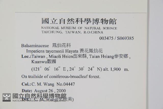 黃花鳳仙花藏品圖，第2張