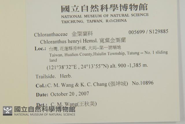 寬葉金粟蘭藏品圖，第2張