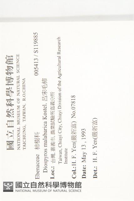 呂宋毛柿藏品圖，第2張