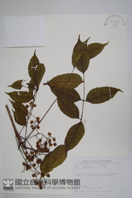 木蠟樹、山漆藏品圖，第1張