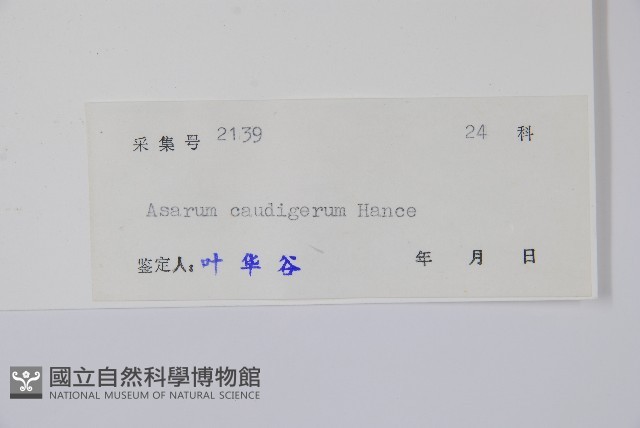 薄葉細辛、尾花細辛藏品圖，第2張