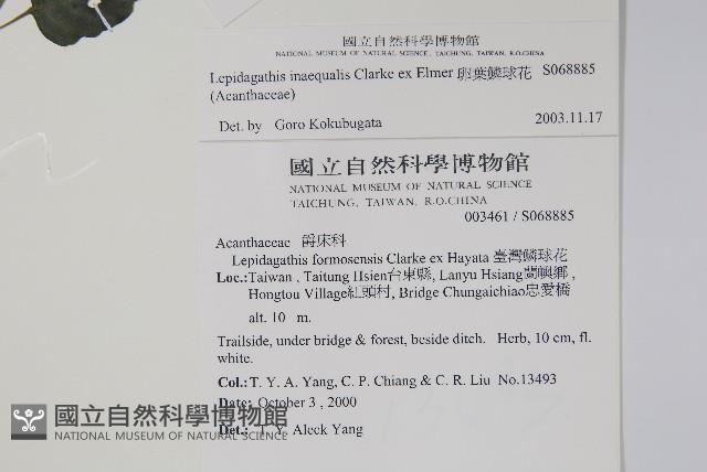 卵葉鱗球花藏品圖，第2張