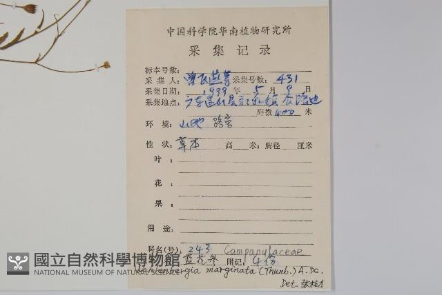 細葉蘭花參藏品圖，第2張