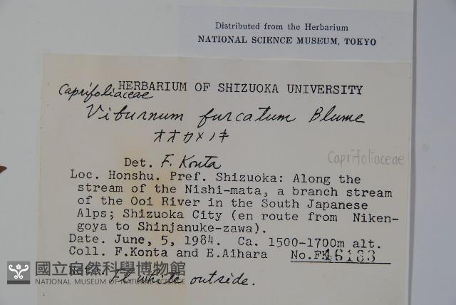 假繡球藏品圖，第2張