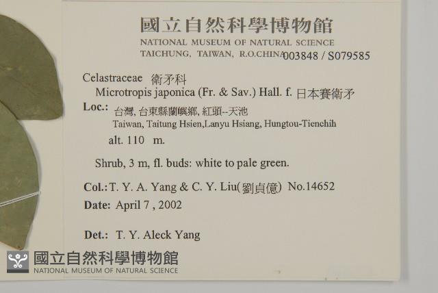 日本賽衛矛、日本假衛矛藏品圖，第2張