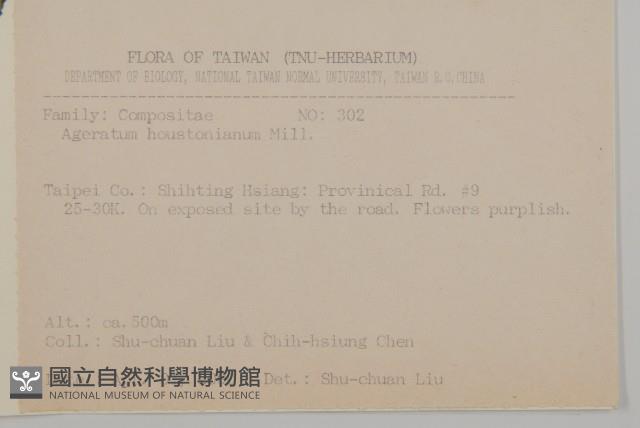 紫花霍香薊藏品圖，第2張