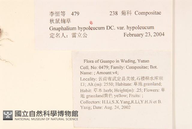 秋鼠麴草藏品圖，第2張