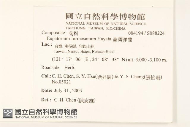 臺灣澤蘭藏品圖，第2張