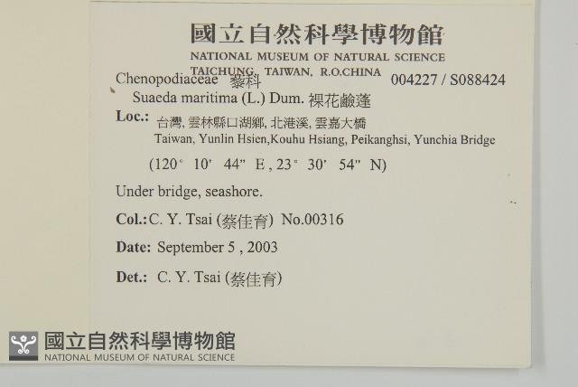 裸花鹼蓬藏品圖，第2張