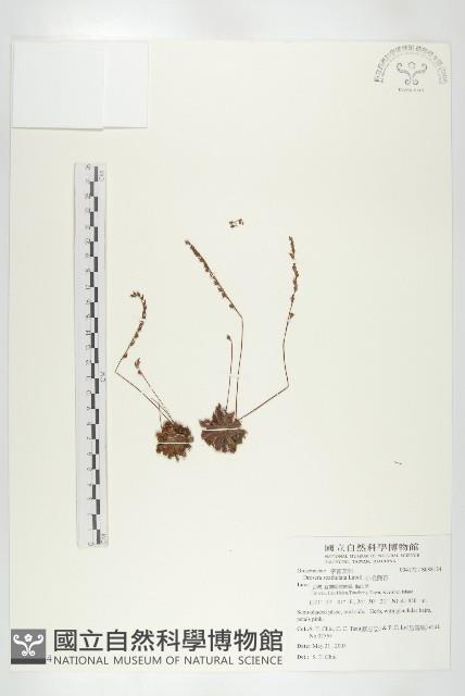 小毛氈苔藏品圖，第1張