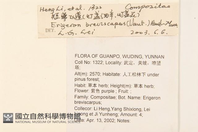 短薴飛蓬藏品圖，第2張