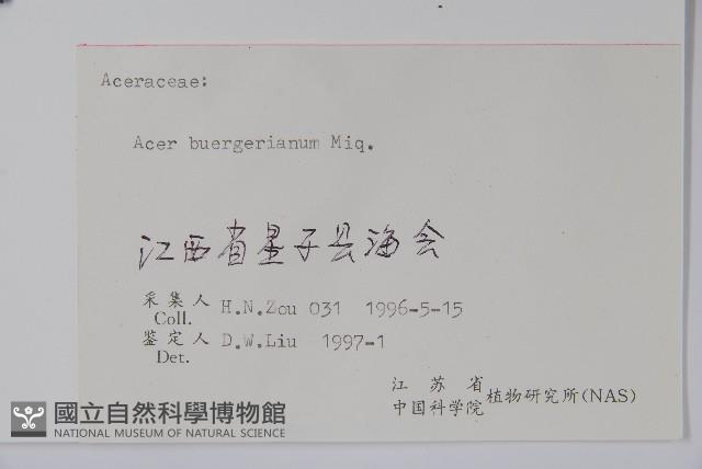 三角楓藏品圖，第2張