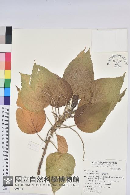 蘭嶼鐵莧、綠島鐵莧藏品圖，第1張