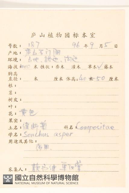 鬼苦苣菜藏品圖，第2張