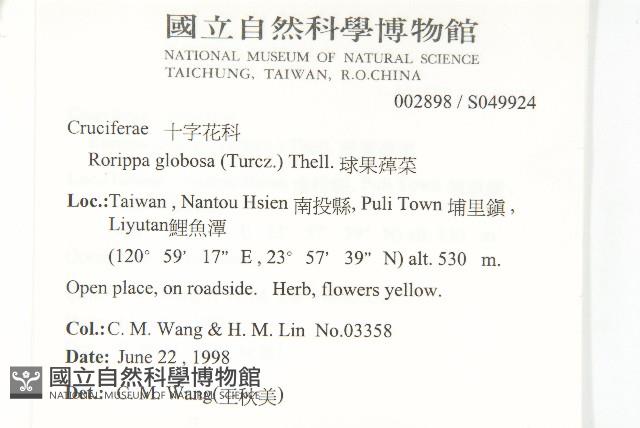 風花菜、球果山芥菜藏品圖，第2張