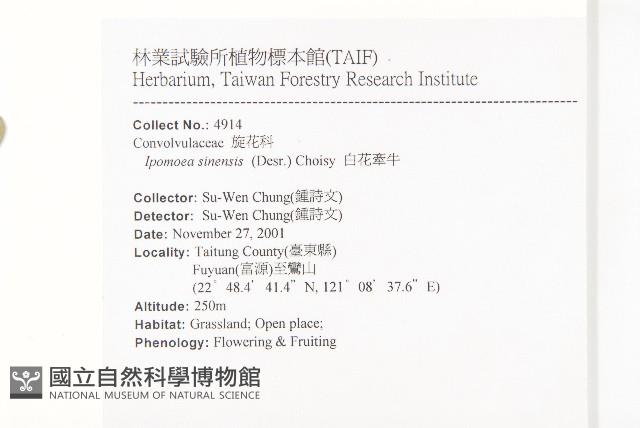 白花牽牛藏品圖，第2張