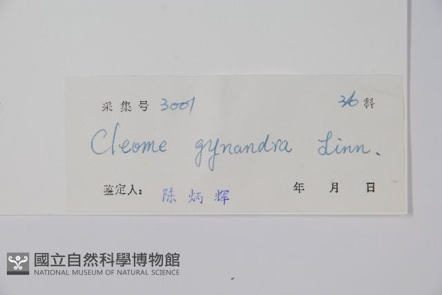 白花菜藏品圖，第2張