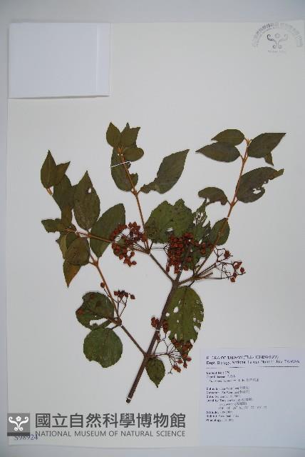 呂宋莢迷藏品圖，第1張