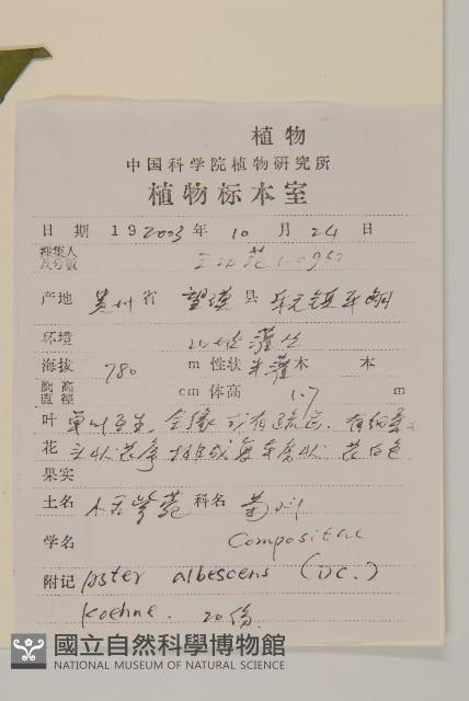 小舌紫菀藏品圖，第2張
