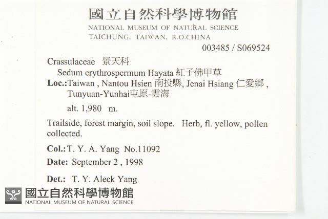 紅子佛甲草藏品圖，第5張