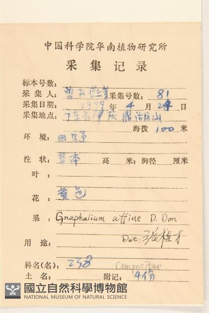 鼠麴草藏品圖，第2張