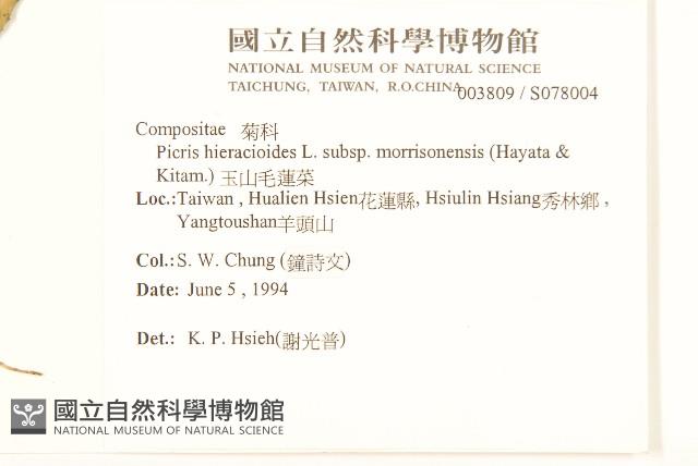 玉山毛蓮菜藏品圖，第2張