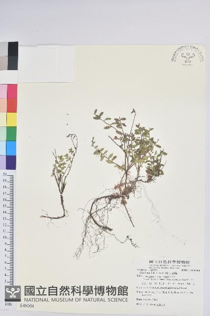 高山白珠樹藏品圖，第1張