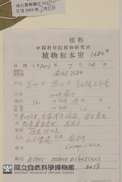 小舌紫菀藏品圖，第2張