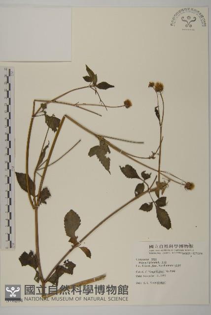 鬼針藏品圖，第1張