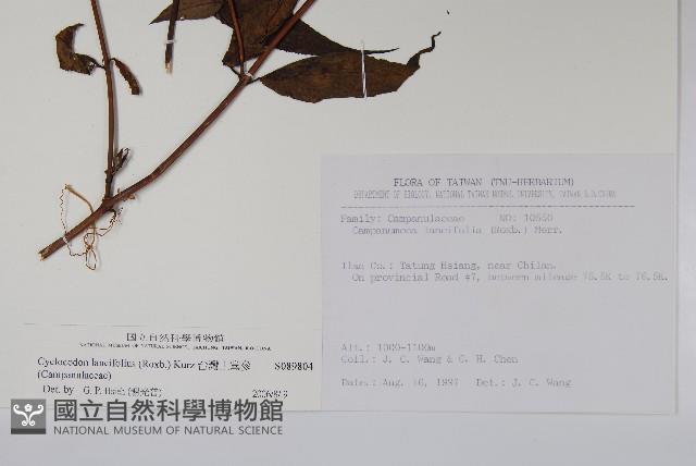 台灣土黨參藏品圖，第2張