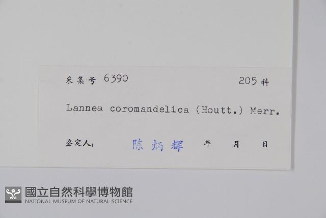 厚皮樹藏品圖，第2張