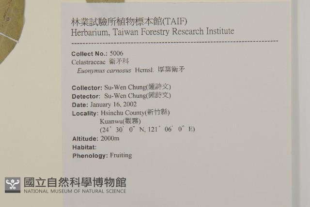 厚葉衛矛, 源一木藏品圖，第2張