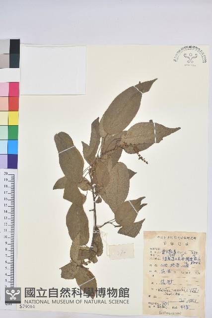 扛香藤藏品圖，第1張