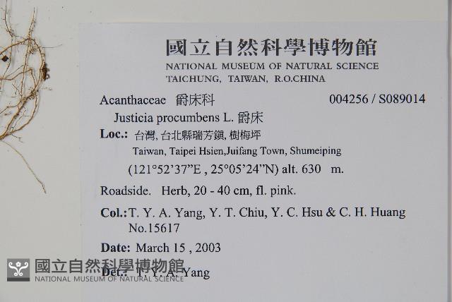 爵床藏品圖，第2張