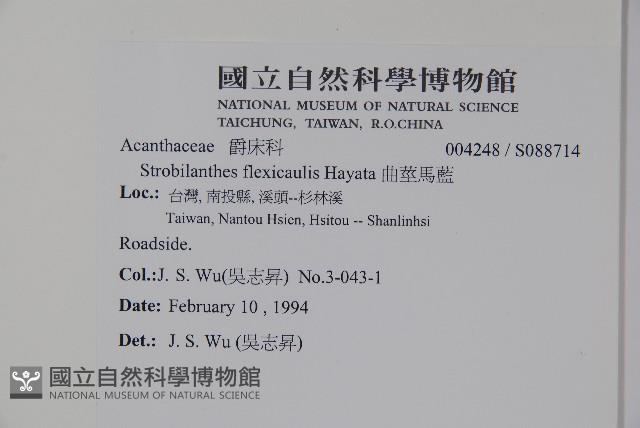 曲莖馬藍藏品圖，第2張