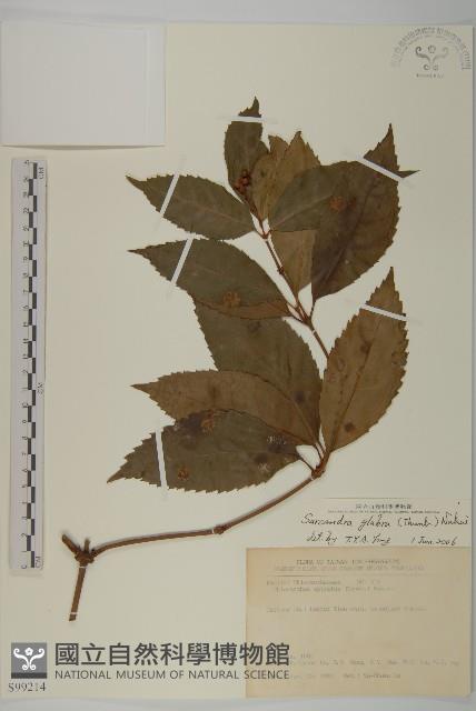 草珊瑚、紅果金粟蘭藏品圖，第1張