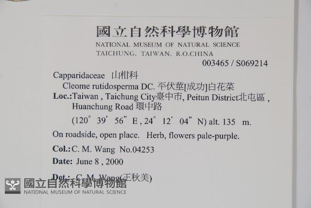 平伏莖白花菜、成功白花菜藏品圖，第2張