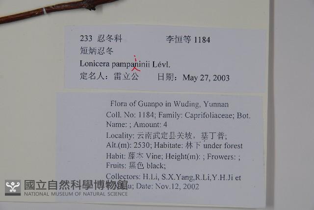貴州忍冬藏品圖，第2張