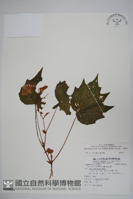 裂葉秋海棠藏品圖，第1張