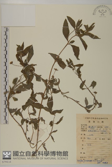 鱧腸藏品圖，第1張