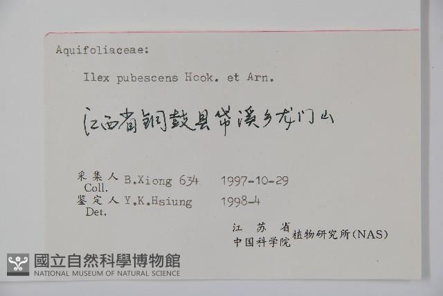 密毛假黃楊藏品圖，第2張