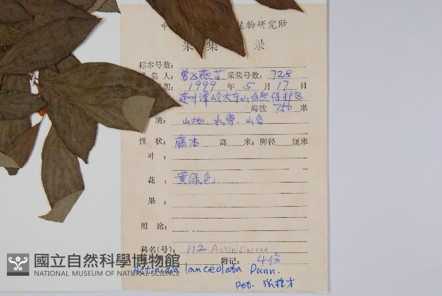 小葉獼猴桃藏品圖，第2張