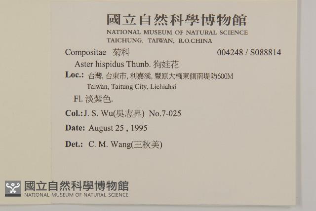 狗娃花藏品圖，第2張